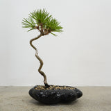 浮雲 +盆栽【黒松】