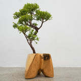 大地 +盆栽(メッキ塗装)【黄金真柏】