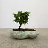 浮雲 + 盆栽【津山桧】