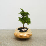浮雲(メッキ塗装) + 盆栽【津山桧】