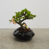 浮雲 +盆栽【長寿梅】