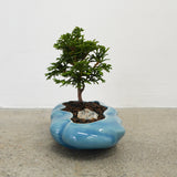 浮雲 + 盆栽【津山桧】