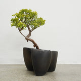 大地 +盆栽【黄金真柏】