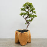 大地 +盆栽(メッキ塗装)【黄金真柏】