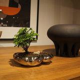 浮雲(メッキ塗装) + 盆栽【津山桧】