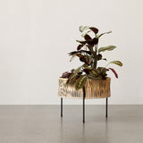 植物とプランター32.5cm_2