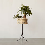 プランターH69と植物