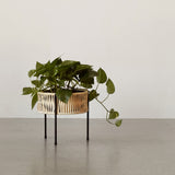 プランターH27と植物