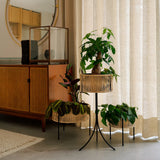 部屋に置いた3種のプランター