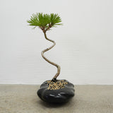 浮雲 +盆栽【黒松】