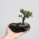 浮雲 +盆栽【長寿梅】