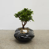 浮雲 + 盆栽【津山桧】