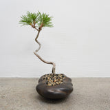 浮雲 +盆栽【黒松】