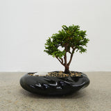 浮雲 + 盆栽【津山桧】