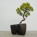 大地 +盆栽【黄金真柏】