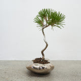 浮雲(メッキ塗装) +盆栽【黒松】