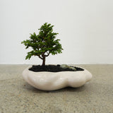 浮雲 + 盆栽【津山桧】