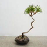 浮雲 +盆栽【黒松】