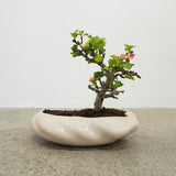 浮雲 +盆栽【長寿梅】