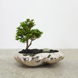 浮雲(メッキ塗装) + 盆栽【津山桧】