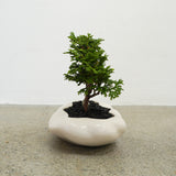 浮雲 + 盆栽【津山桧】