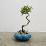 浮雲 +盆栽【黒松】