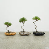 浮雲 +盆栽【黒松】