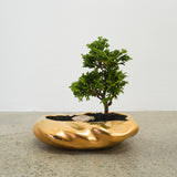 浮雲(メッキ塗装) + 盆栽【津山桧】