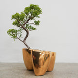 大地 +盆栽(メッキ塗装)【黄金真柏】