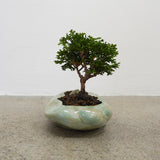 浮雲 + 盆栽【津山桧】