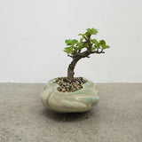 浮雲 +盆栽【長寿梅】