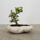 浮雲 +盆栽【長寿梅】