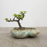 浮雲 +盆栽【長寿梅】