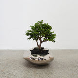 浮雲(メッキ塗装) + 盆栽【津山桧】