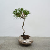浮雲(メッキ塗装) +盆栽【黒松】