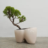 大地 +盆栽【黄金真柏】