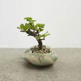 浮雲 +盆栽【長寿梅】