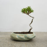 浮雲 +盆栽【黒松】