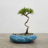 浮雲 +盆栽【黒松】