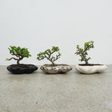 浮雲 +盆栽【長寿梅】