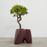 大地 +盆栽【黄金真柏】