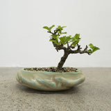 浮雲 +盆栽【長寿梅】