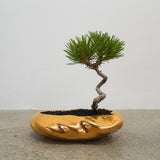 浮雲(メッキ塗装) +盆栽【黒松】