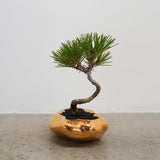 浮雲(メッキ塗装) +盆栽【黒松】