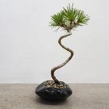 浮雲 +盆栽【黒松】