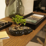 浮雲 + 盆栽【津山桧】