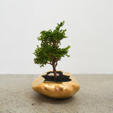 浮雲(メッキ塗装) + 盆栽【津山桧】