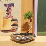 浮雲(メッキ塗装) +盆栽【黒松】