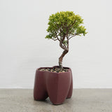 大地 +盆栽【黄金真柏】