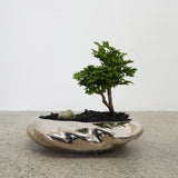 浮雲(メッキ塗装) + 盆栽【津山桧】